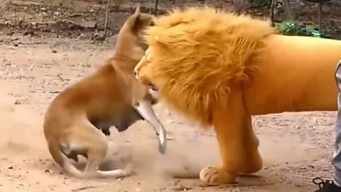 Troll Prank Dog Funny & fake Lion and Fake Tiger Prank To dog