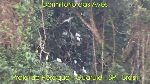 Dormitório das Aves - Praia do Perequê - Guarujá - SP - Brasil