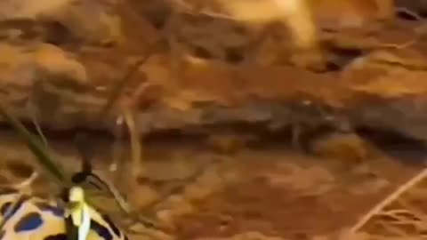 South africa forest leopard hunting
