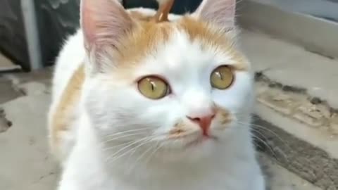 Kucingnya terlalu sabar sama anak ayam