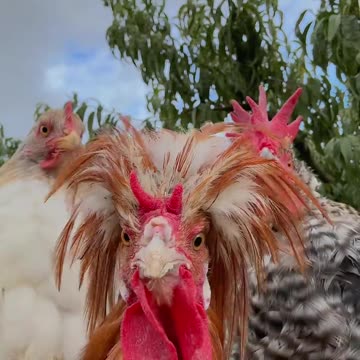 funny chick | funny chicken | level man