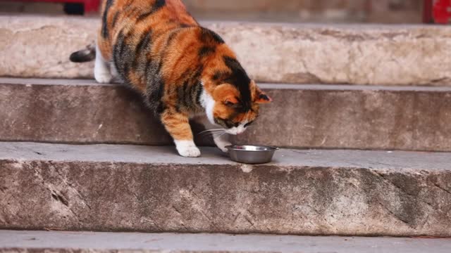 A pied cat eating upside down