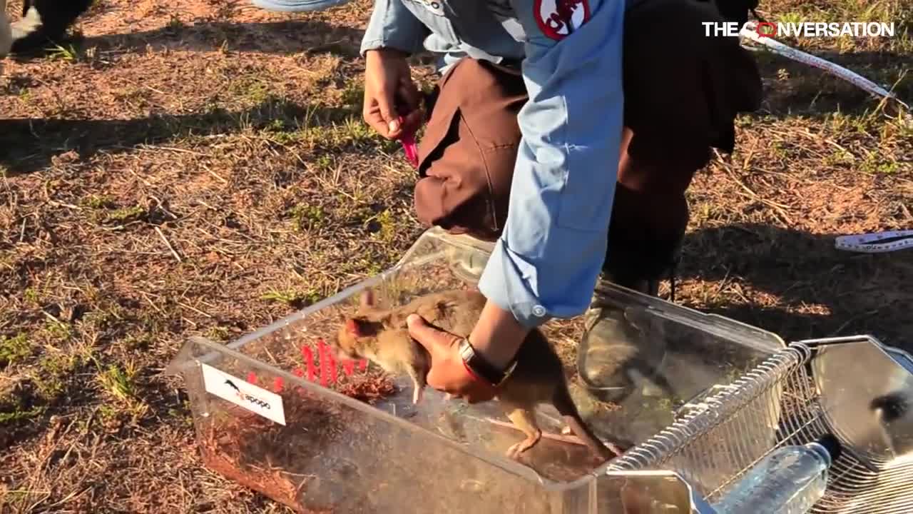 Rats help clear minefields in Cambodia - and suspicion of the military