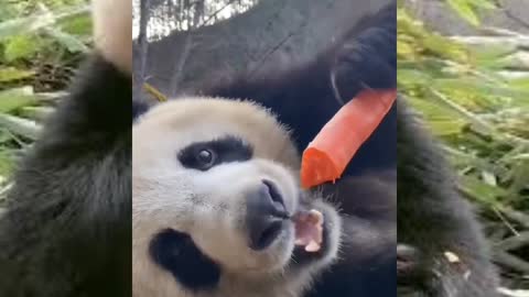 Panda lucu