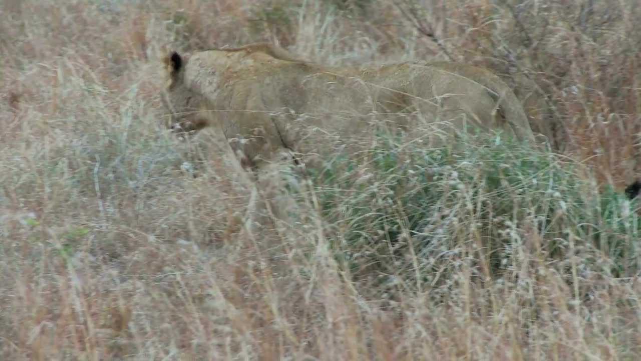 Lion Lays Down In Grass