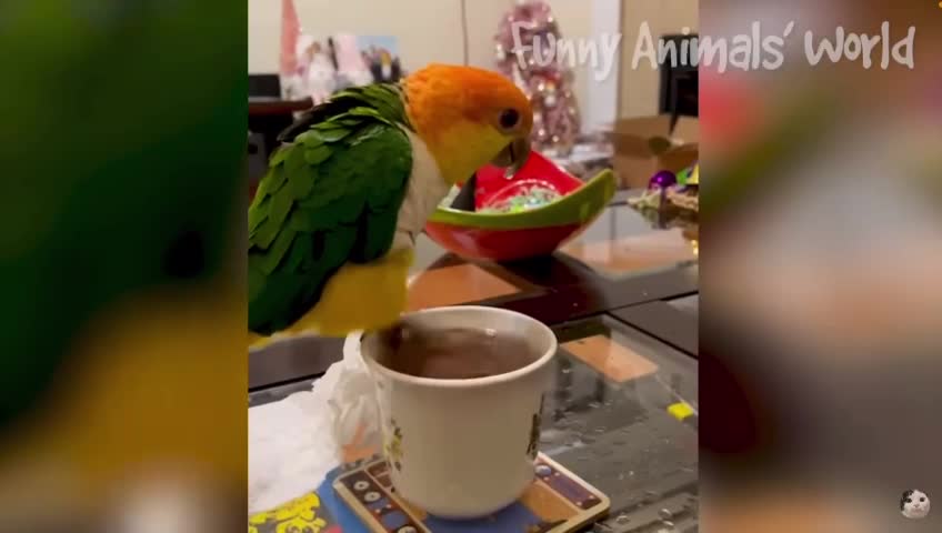 Funny animals in our life!