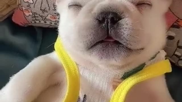 Make Your Day with Dog EP # 100 #shorts #Dogcompilation