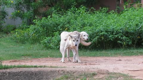 How Can They Take its Easy ?? Summer Dogs Get Stuck and Block One Lag With Darling || Lovely Pets