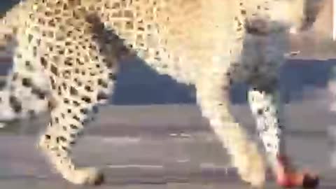 Animal fighting in the wild