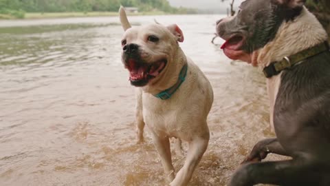 Tow dogs playing on river side