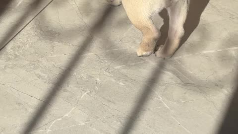 Pup Plays With Shadow