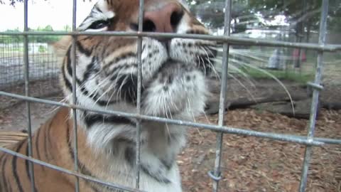 Meet The Tiger With Close Cam In The Zoo.