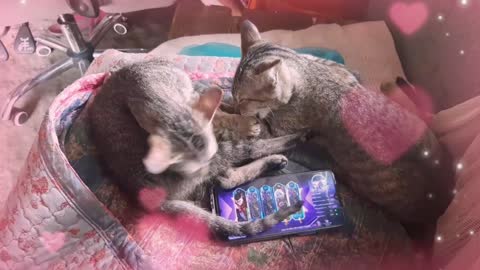 Cat, Sweet video