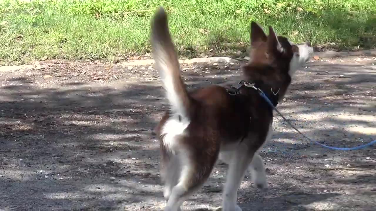 How To Teach your Puppy to Heel