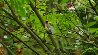 Nature - Birds