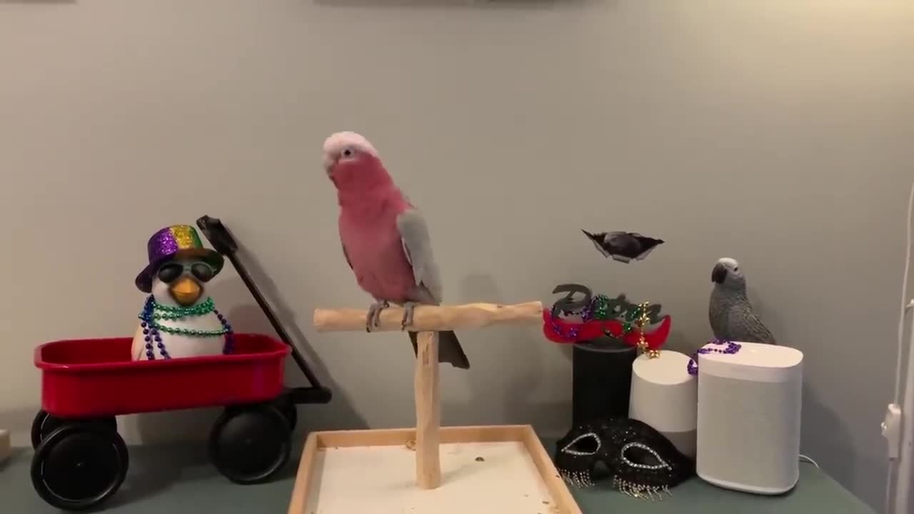 Funny Parrots Going Crazy - Cutest Parrots Compilation-5