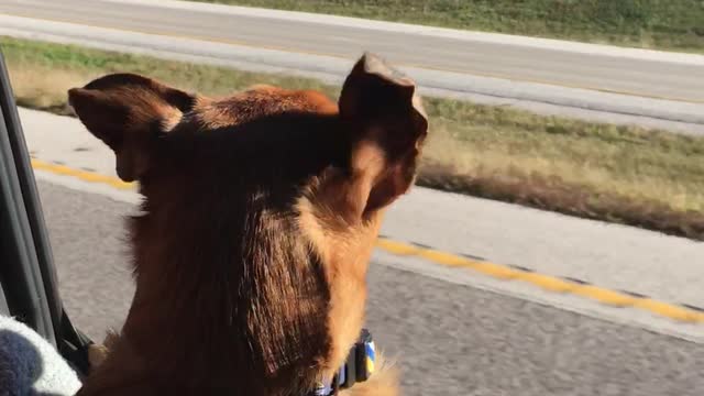 Pup's First Ride With Windows Rolled Down