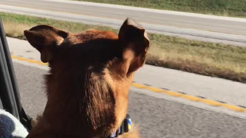 Pup's First Ride With Windows Rolled Down