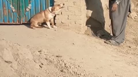 funny dog prank rumble viral