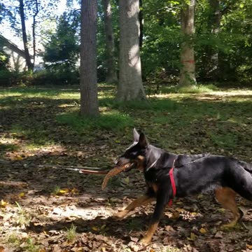 Imlee Back to School! Review of Stop, Back, Take it, Drop it.