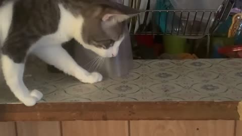 Cat tries to catch fly