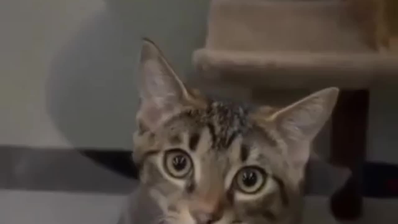 Funny Cats 🐈