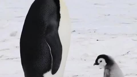 Penguin Mother And Child Conversation #shorts #viral #shortsvideo #video