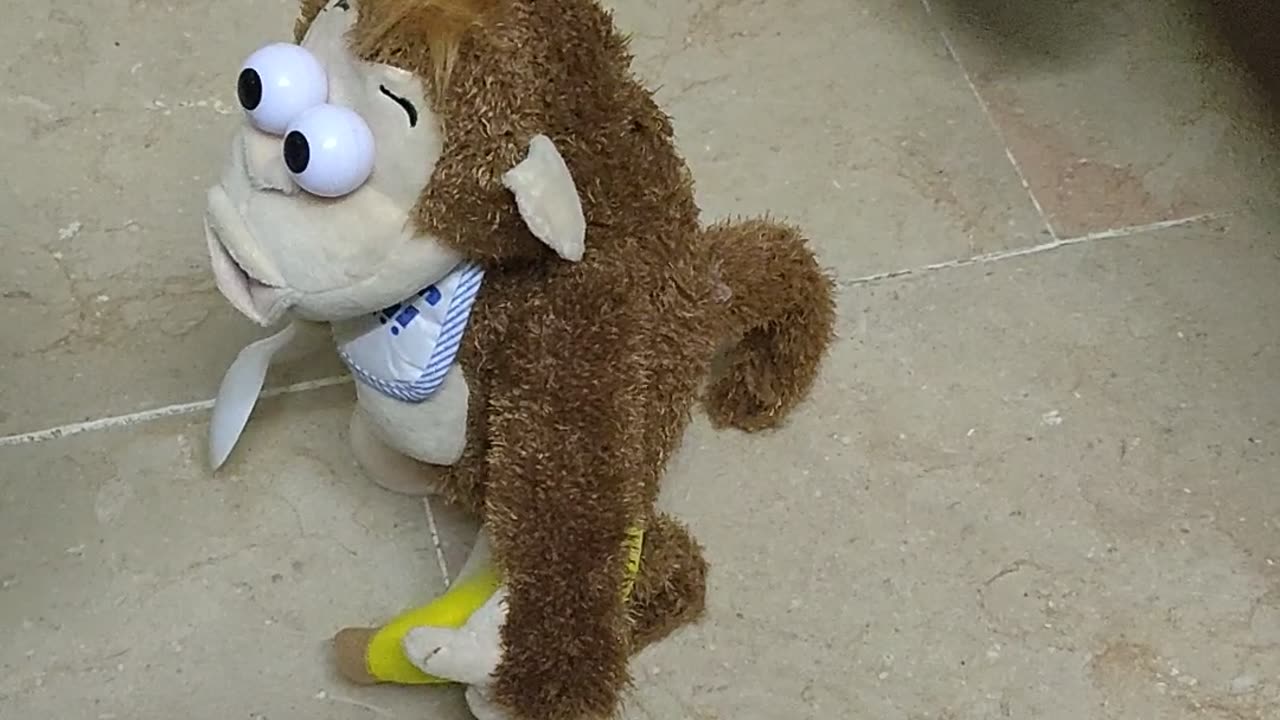 Funny Monkey