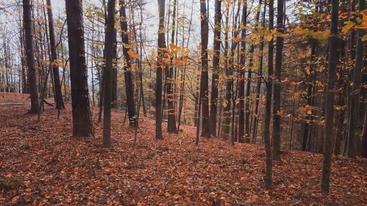 Enchanting Autumn Forests with Beautiful Piano Music