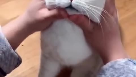 Most Satisfying Funny Cat Video 😂😂😂