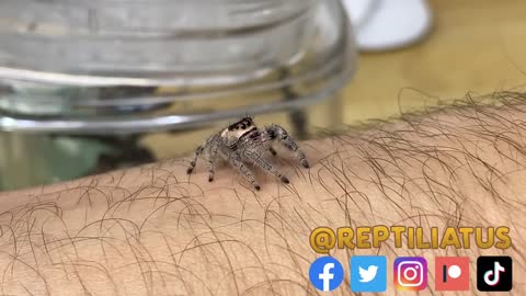 Feeding my ADORABLE jumping spiders! Phidippus regius Update-1