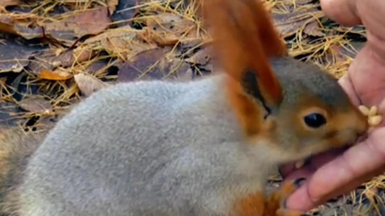 rabbit funny video || animal funny videos #shorts #animal #youtubeshorts