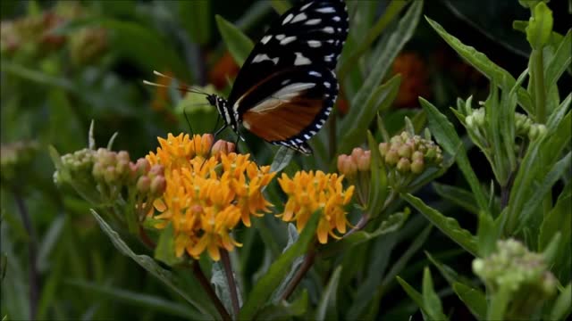 The most beautiful butterfly in the world.