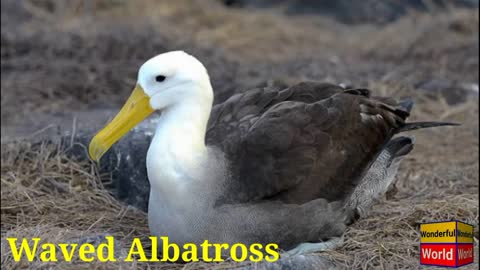 Types of Albatross.