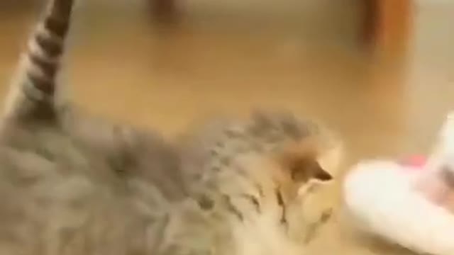 Cute Cats #Shorts Funny video #shorts