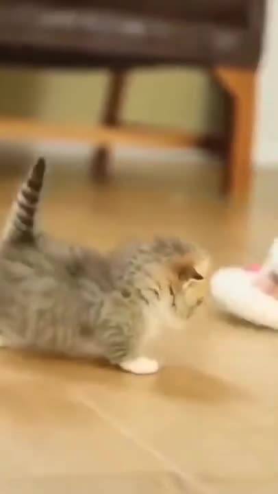 Cute Cats #Shorts Funny video #shorts