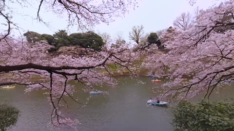 Japan Hanami tour in 360 – Cherry Blossom Sightseeing _ Paracosma