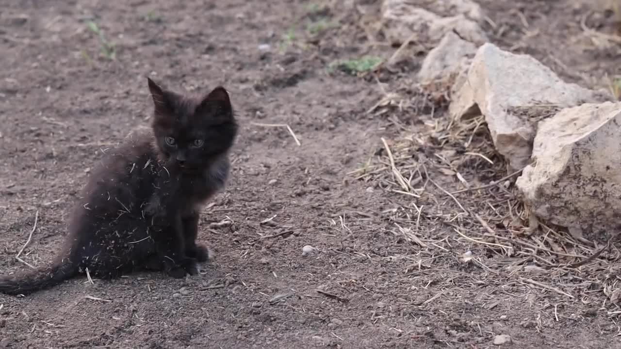 Little cats playing and having fun in the garden of the house _ very beatiful cats