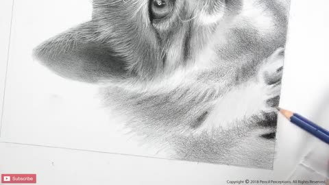 HOW TO DRAW A CAT | REALISTIC CAT | 65+ HOURS TIMELAPSE | PORTRAIT SKETCH OF A CAT
