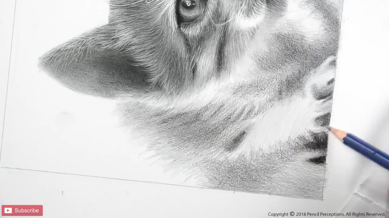 HOW TO DRAW A CAT | REALISTIC CAT | 65+ HOURS TIMELAPSE | PORTRAIT SKETCH OF A CAT