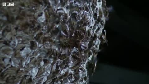 Giant Hornets Massacre Yellow Hornets | Buddha Bees and The Giant Hornet Queen | BBC Earth