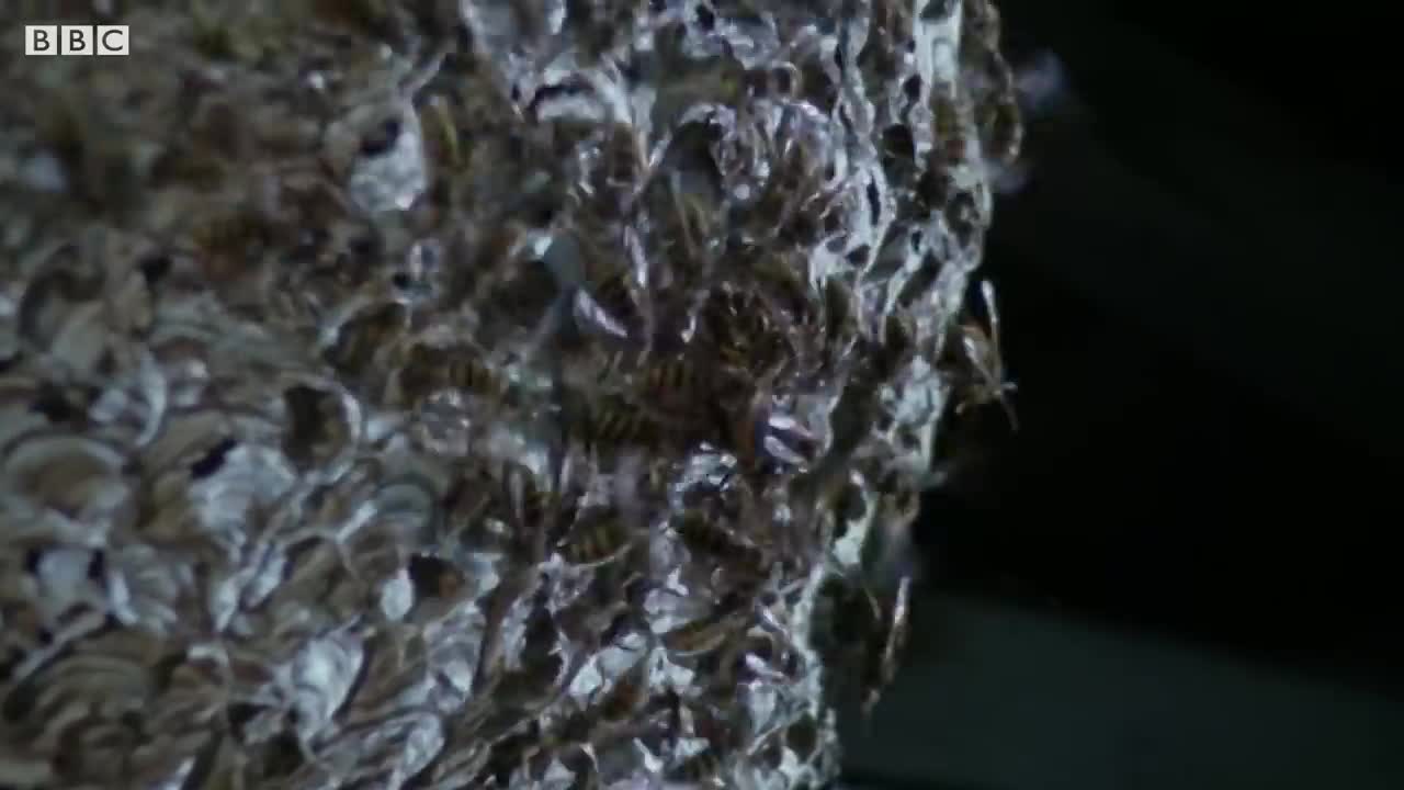 Giant Hornets Massacre Yellow Hornets | Buddha Bees and The Giant Hornet Queen | BBC Earth