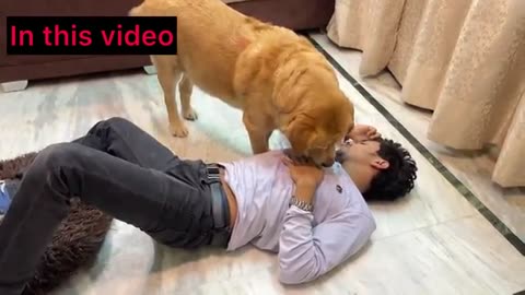 English videos Dogs Ke videos