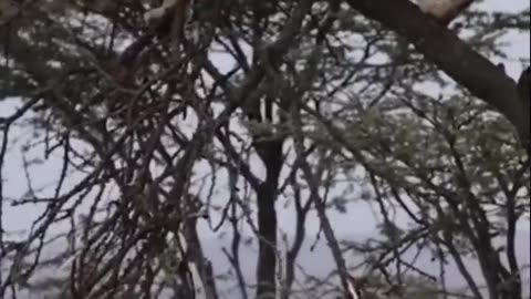 lion attack