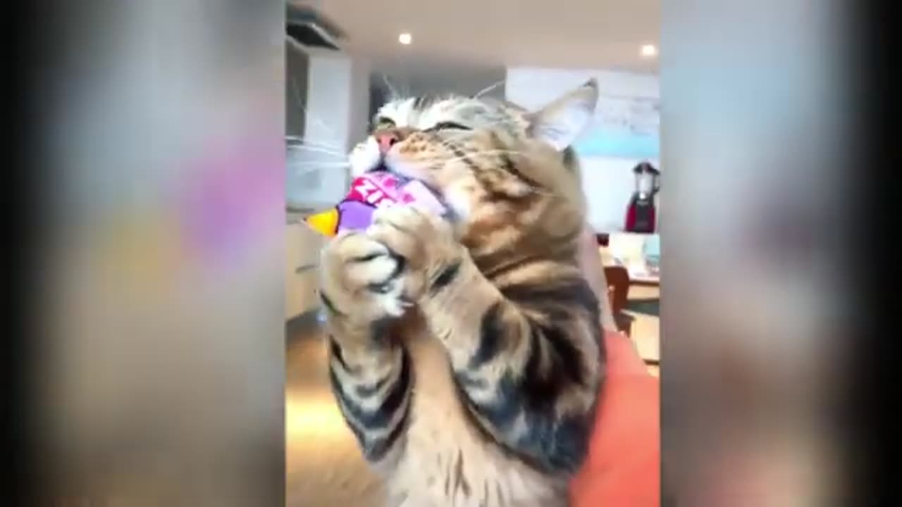 Have time with funny Cats 🐈