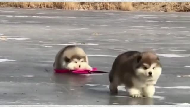 Cute and Funny Cat vs Dogs Videos Compilation