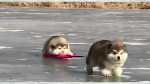 Cute and Funny Cat vs Dogs Videos Compilation