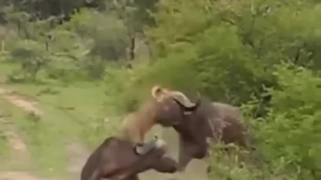 Buffalo Throws Lion In The Air / Wildlife at its Best