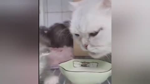 Cat video