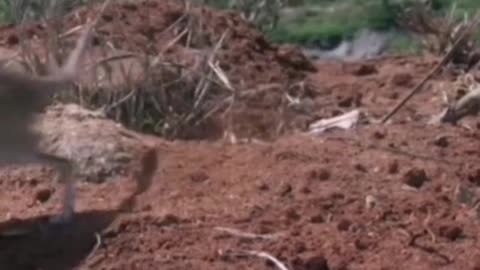 Camera man caught Elephant Shrew